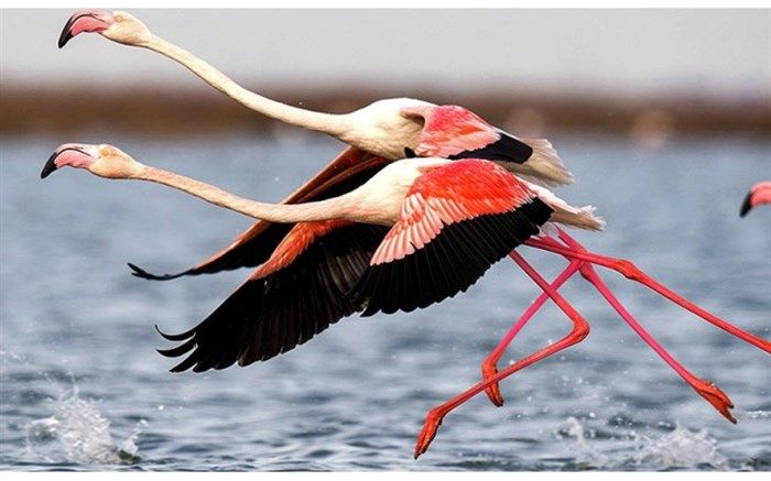 فلامینگوها مهمان دریاچه ارومیه شدند