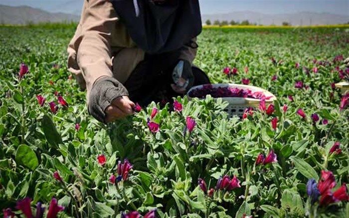 ریشه‌کن کردن و حذف گیاهان بومی در تهران ممنوع شد