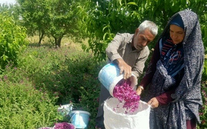سرپرست مرکز جهاد کشاورزی آبیز: آغاز برداشت گل گاو زبان در زیرکوه