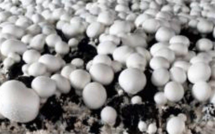 فعالیت ۳۲ واحد صنعتی تولید قارچ خوراکی در چهارمحال و بختیاری