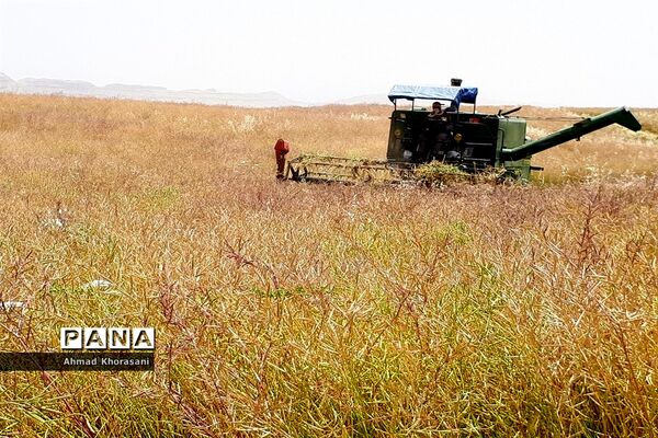برداشت گندم و کلزا از مزارع شهرستان لالی