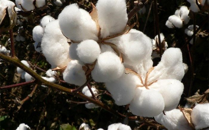 کشت پنبه در استان قزوین جانی دوباره گرفت