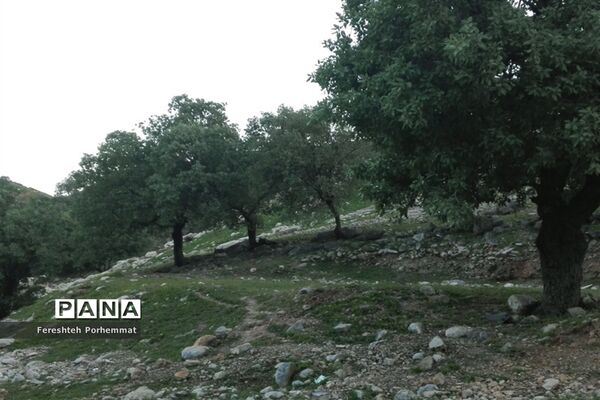 احیای دوباره چهل چشمه در فارس