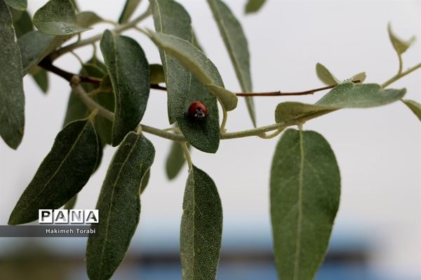 حضور میهمانان ناخوانده زیبا در شهر بیرجند