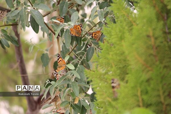 حضور میهمانان ناخوانده زیبا در شهر بیرجند