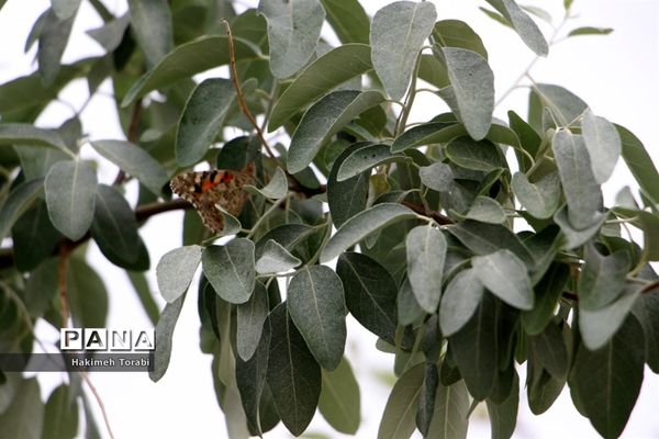 حضور میهمانان ناخوانده زیبا در شهر بیرجند