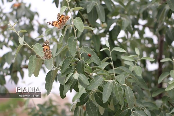 حضور میهمانان ناخوانده زیبا در شهر بیرجند