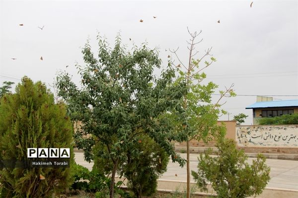 حضور میهمانان ناخوانده زیبا در شهر بیرجند