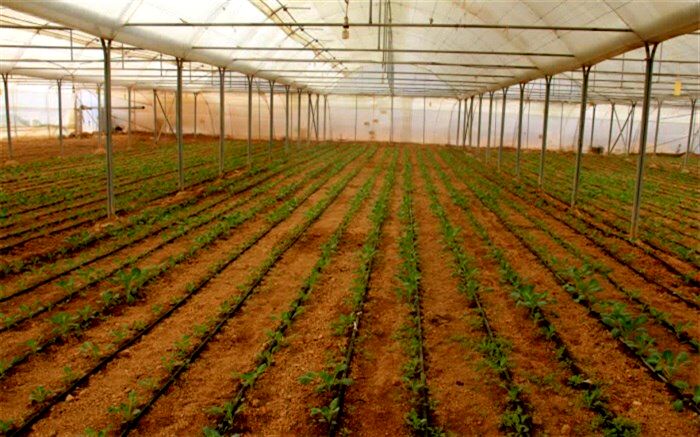 فعالیت ۷۵ گلخانه تولید محصولات کشاورزی در چهارمحال و بختیاری