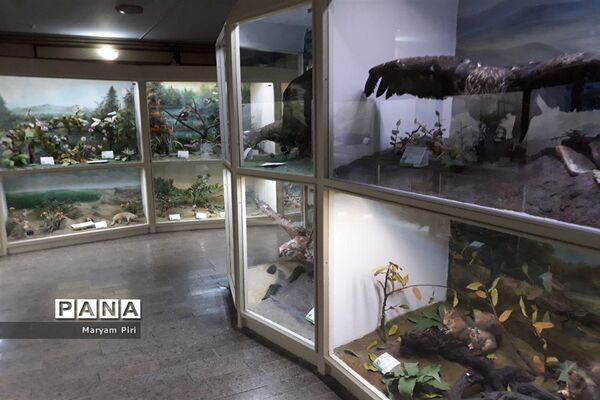 موزه تاریخ طبیعی همدان