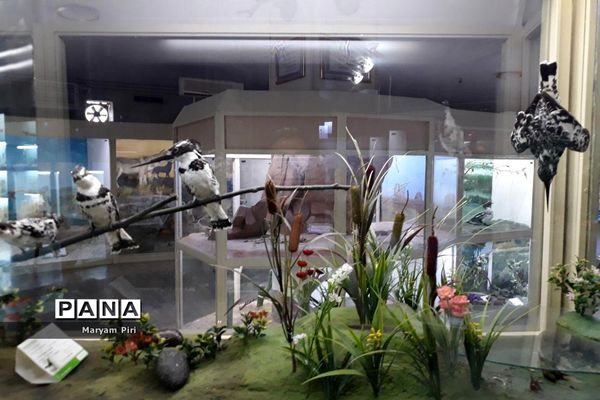 موزه تاریخ طبیعی همدان