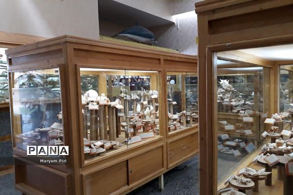 مجموعه‌ای کم‌نظیر از انواع گونه‌های حیوانی، گیاهی در موزه تاریخ طبیعی همدان