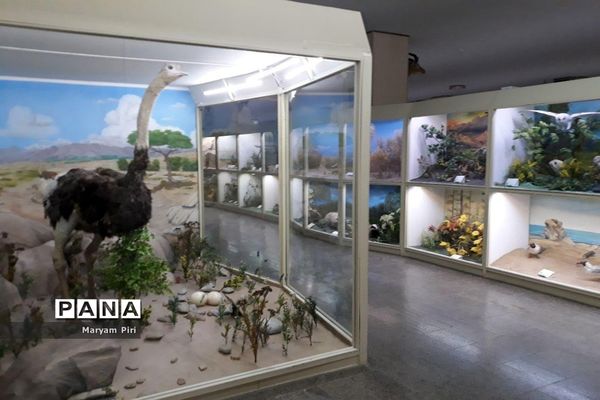 مجموعه‌ای کم‌نظیر از انواع گونه‌های حیوانی، گیاهی در موزه تاریخ طبیعی همدان