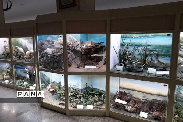 مجموعه‌ای کم‌نظیر از انواع گونه‌های حیوانی، گیاهی در موزه تاریخ طبیعی همدان