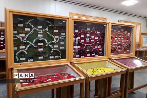 مجموعه‌ای کم‌نظیر از انواع گونه‌های حیوانی، گیاهی در موزه تاریخ طبیعی همدان