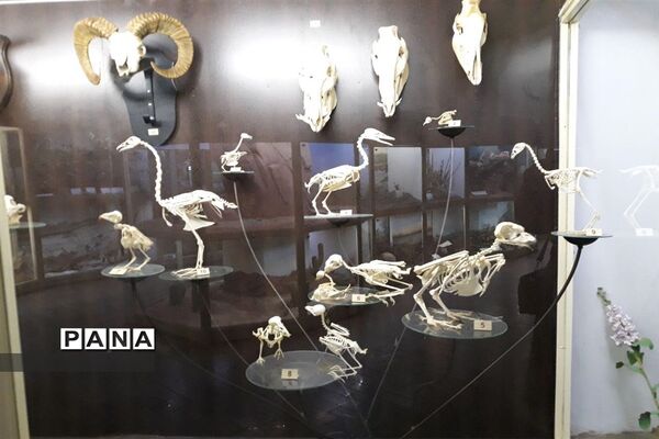 مجموعه‌ای کم‌نظیر از انواع گونه‌های حیوانی، گیاهی در موزه تاریخ طبیعی همدان