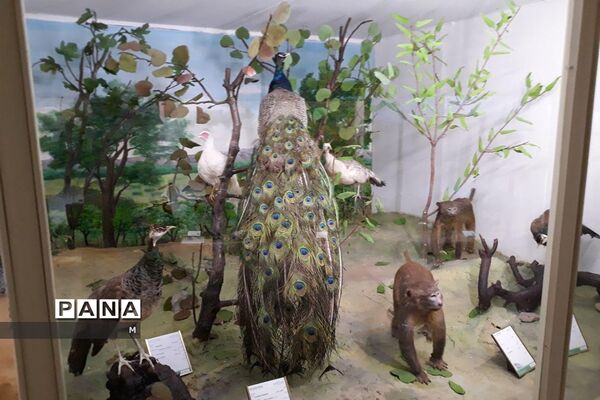 مجموعه‌ای کم‌نظیر از انواع گونه‌های حیوانی، گیاهی در موزه تاریخ طبیعی همدان