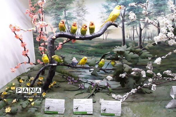 مجموعه‌ای کم‌نظیر از انواع گونه‌های حیوانی، گیاهی در موزه تاریخ طبیعی همدان