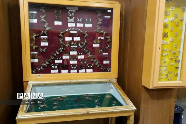 مجموعه‌ای کم‌نظیر از انواع گونه‌های حیوانی، گیاهی در موزه تاریخ طبیعی همدان