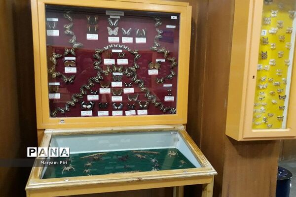 مجموعه‌ای کم‌نظیر از انواع گونه‌های حیوانی، گیاهی در موزه تاریخ طبیعی همدان