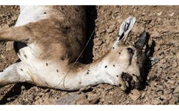 طاعون، دلیل مرگ مرال‌های تالش ‌