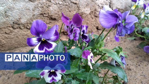 باران بهاری؛ ملودی زندگی در بستر طبیعت