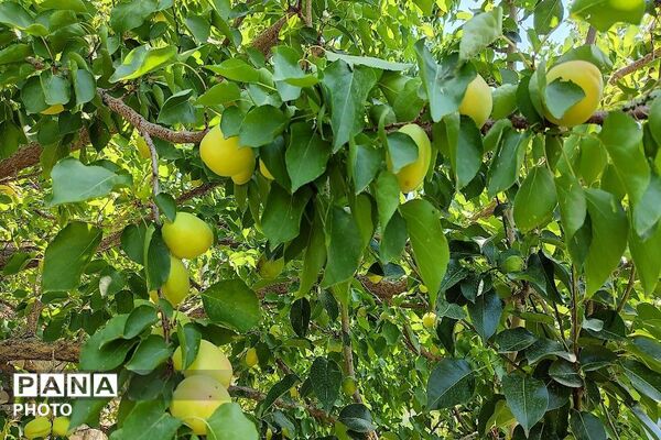 فصل چیدن یاقوت های چشم نواز در شهر بار نیشابور-۱