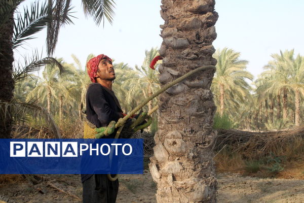 برداشت خرما در منطقه آبپخش