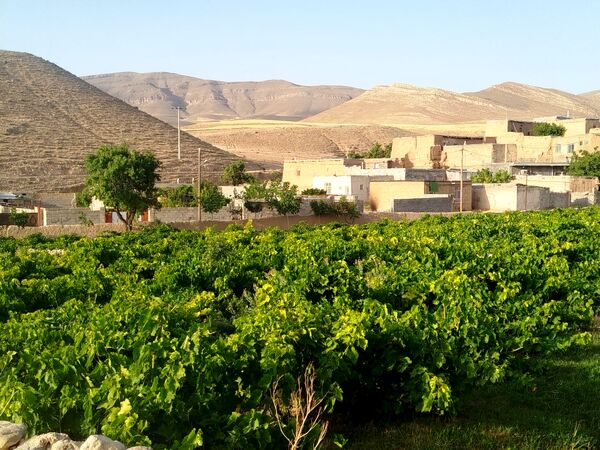 گزکوه، قطب انگور خراسان شمالی 