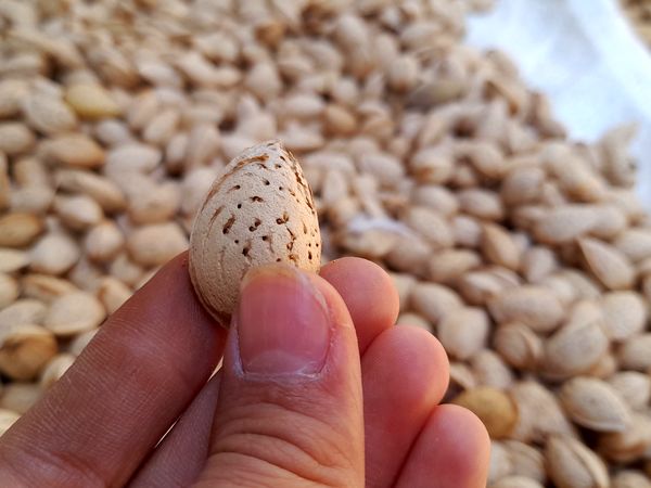 مارکده، سرزمین طلایی بادام و گردو؛ گنجینه‌ای از طعم و سنت در دل سامان
