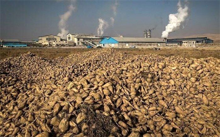 آغاز استحصال شکر از چغندرقند جنوب در چهارمحال و بختیاری