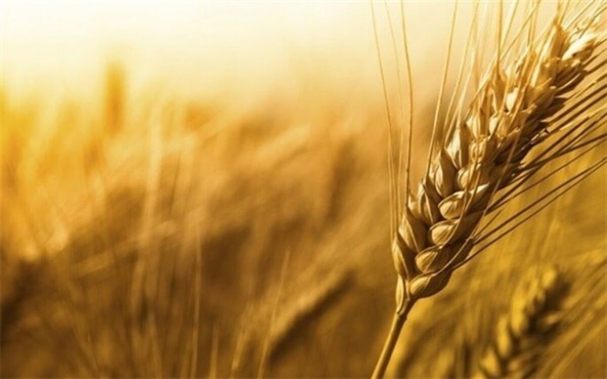 خرید 2.2 میلیون تن گندم از کشاورزان