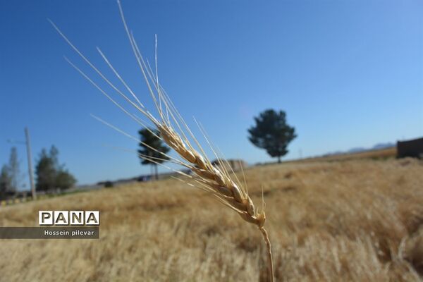 به ثمر رسیدن خوشه‌های طلایی گندم در شهرستان خوسف