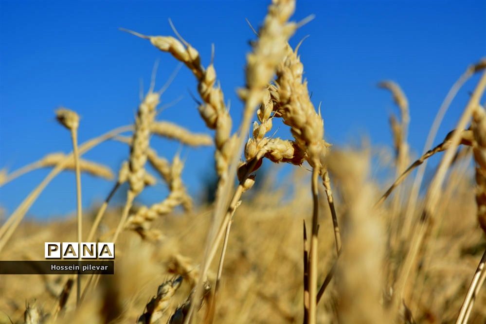 به ثمر رسیدن خوشه‌های طلایی گندم در شهرستان خوسف
