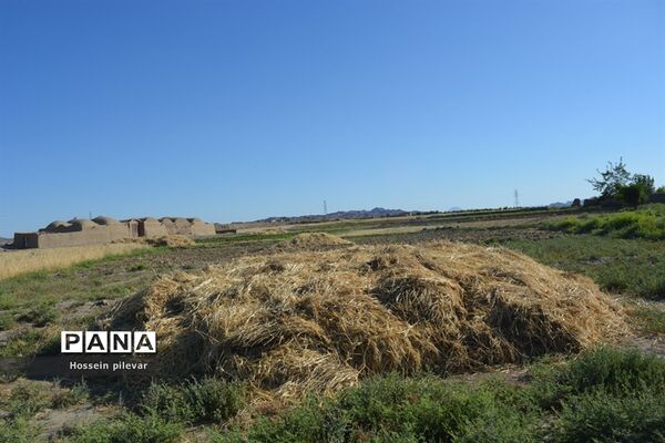 به ثمر رسیدن خوشه‌های طلایی گندم در شهرستان خوسف
