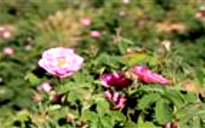 برداشت گل محمدی از مزارع چهارمحال و بختیاری