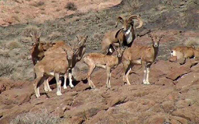 17 گونه حیات وحش آذربایجان غربی در معرض انقراض قرار دارد