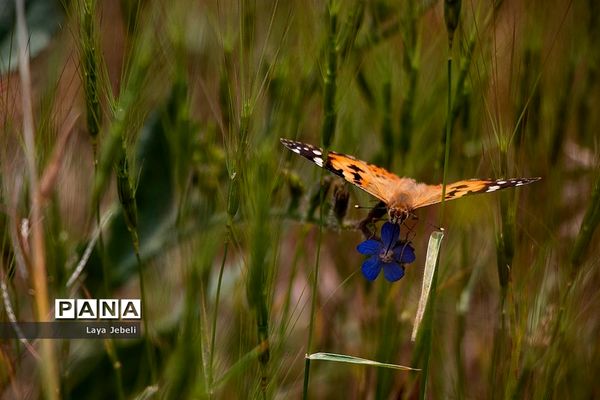 بازگشت پروانه‌ها به تهران