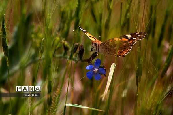 بازگشت پروانه‌ها به تهران