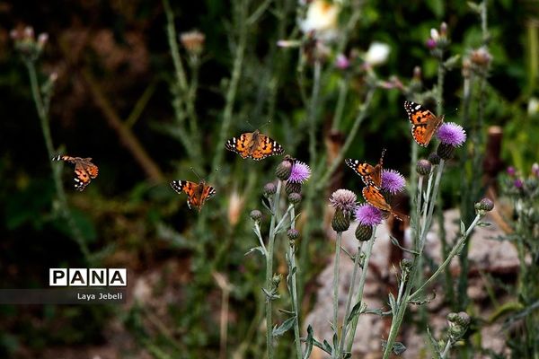 بازگشت پروانه‌ها به تهران