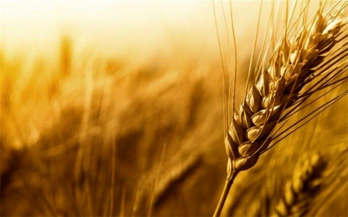 مجری طرح گندم: خودکفایی گندم امسال تکرار می‌شود