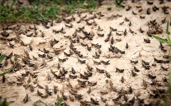 نادری تأکید کرد: هجوم ملخ‌های بومی به برخی شهرهای کشور