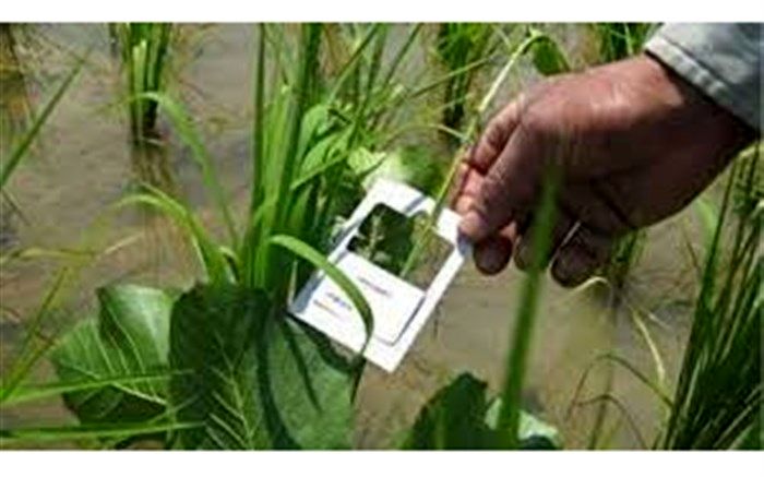 آغاز مبارزه غیرشیمیایی با کرم ساقه خوار برنج