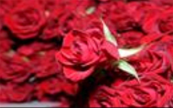 افزایش تولید گل شاخه بریده در چهارمحال و بختیاری