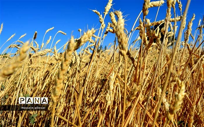 خرید تضمینی گندم از ۲.۵ میلیون تن گذشت