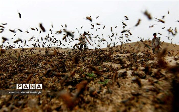 مبارزه با ملخ صحرایی در ۱۹۵ هکتار از اراضی
