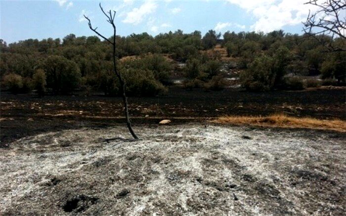 دادستانی: کشت خشخاش در جنگل‌های فارس کذب است