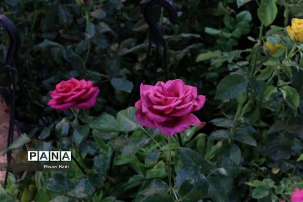 افتتاح نمایشگاه بین‌المللی گل و گیاه مشهد