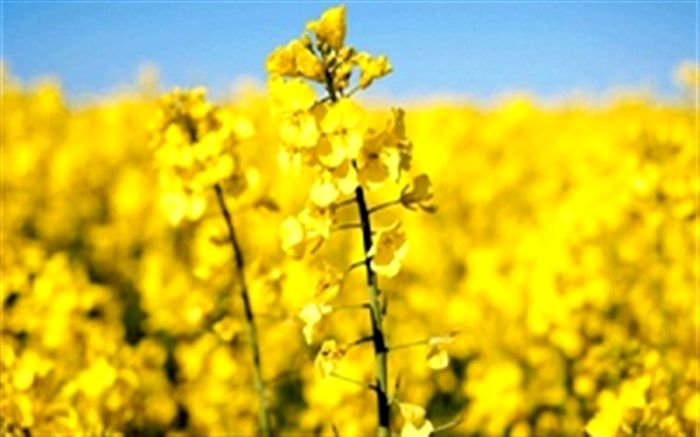 ۷۰۰۰ تن کلزا در پلدشت برداشت می شود