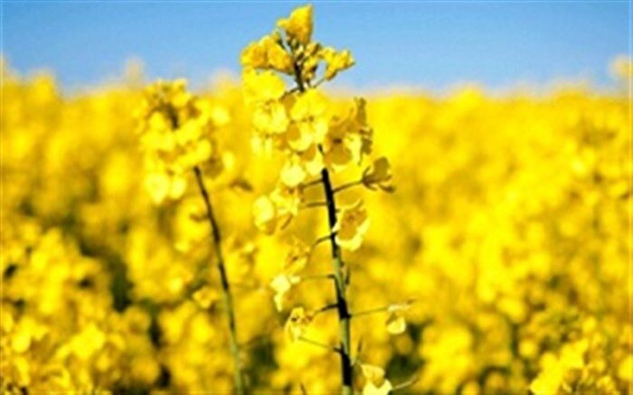 ۷۰۰۰ تن کلزا در پلدشت برداشت می شود